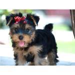 TINY AKC TEA-CUP YORKIE PUPPIES FOR ADOPTION